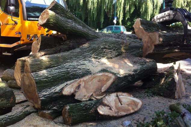 rooien en kappen van bomen in Drimmelen